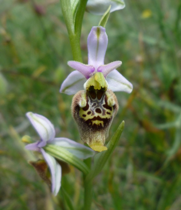 Ophrys (h.) dinarica variazioni